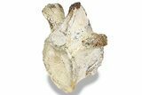 Fossil Plesiosaur (Thililua?) Vertebra - Asfla, Morocco #240933-1